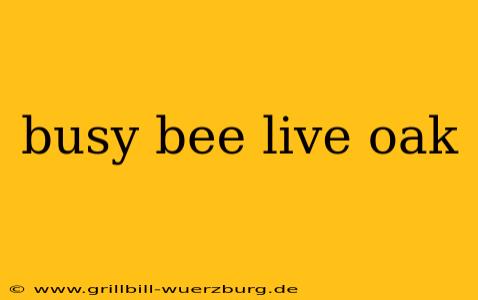busy bee live oak