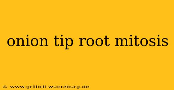 onion tip root mitosis