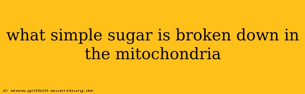 what simple sugar is broken down in the mitochondria