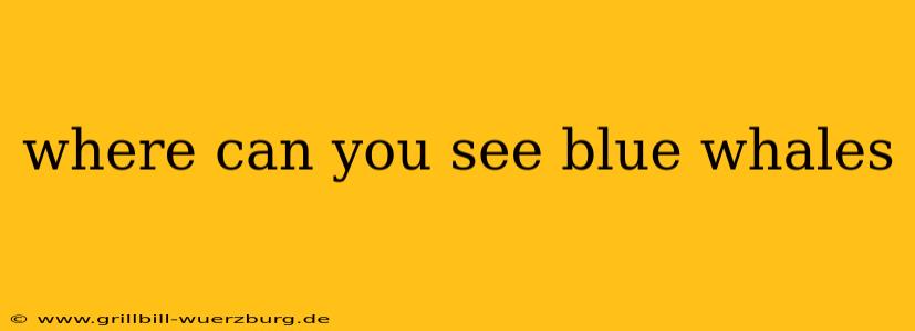 where can you see blue whales